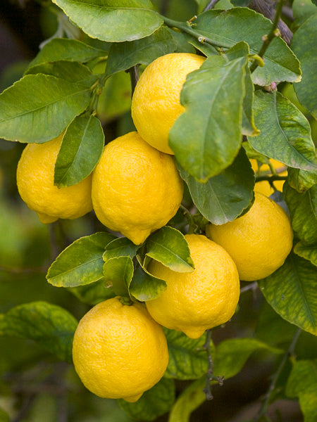 La Limonade – canette 330ml