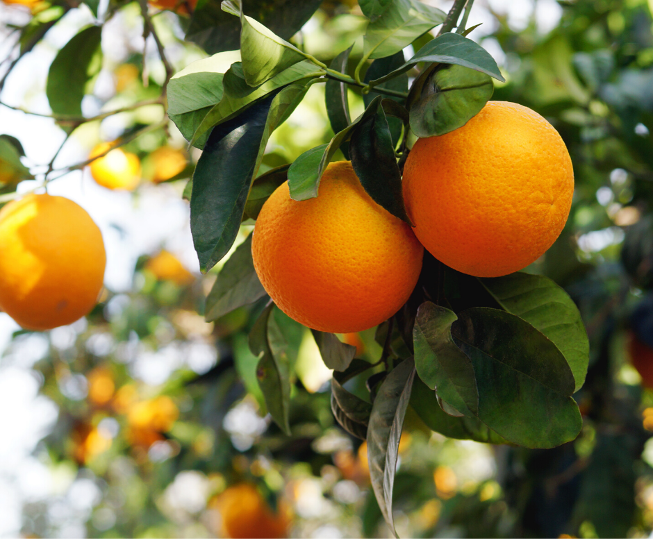 La Classique 'Aranciata' – canette 330ml