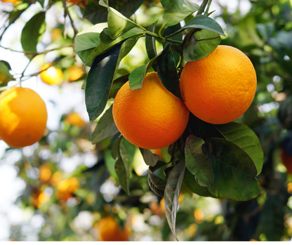 La Classique 'Aranciata' – canette 330ml